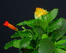 Gesneria Cardinalis